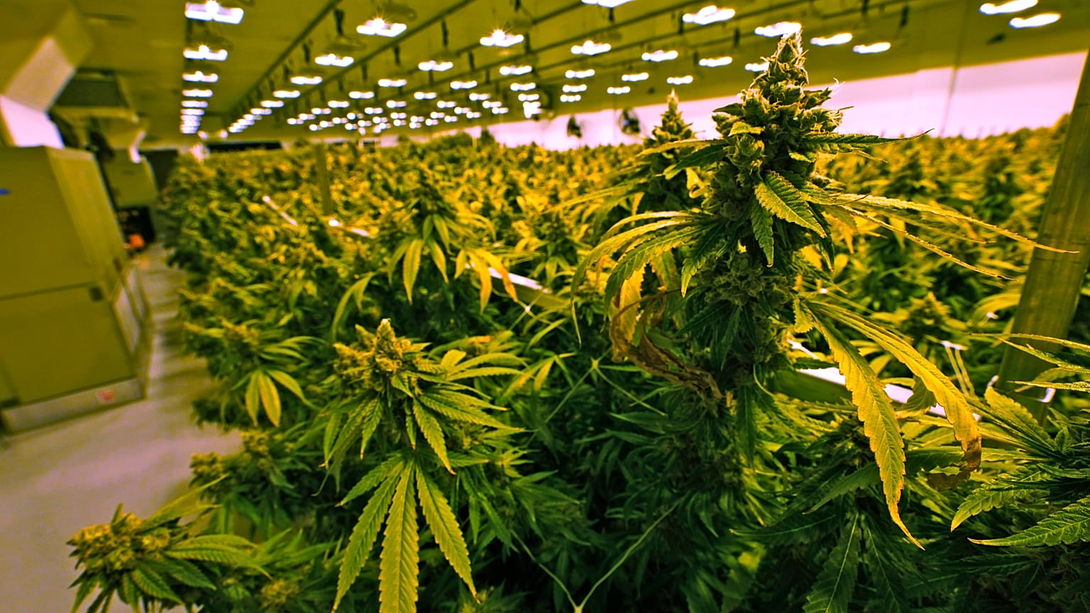 17 giugno 2021: piante di cannabis poco prima di essere raccolte in una stanza di coltivazione presso la struttura Greenleaf Medical Cannabis a Richmond, in Virginia