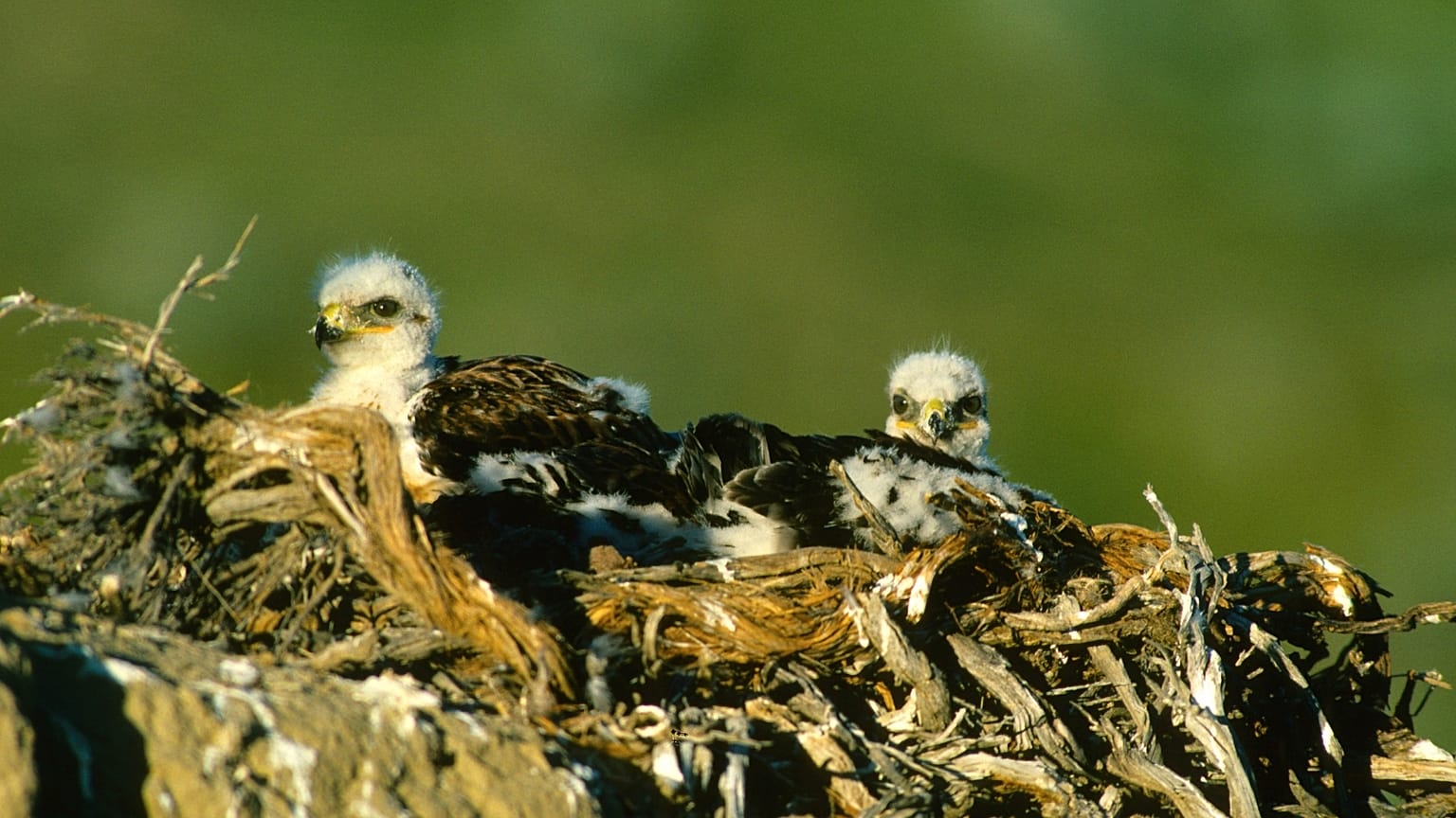 The tiny birds jumped from heights of up to 60 feet to escape Oregon's heatwave