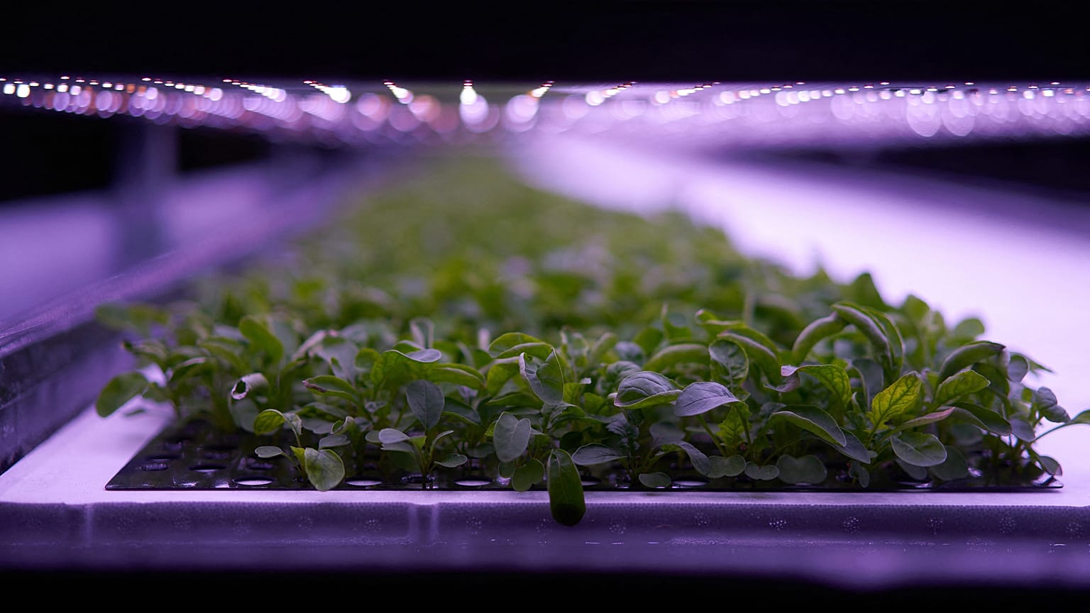 Plants cultivated at the vertical plant farm 'Nordic Harvest' based in Taastrup, a suburb west of Copenhagen.