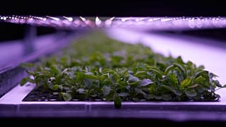 Plants cultivated at the vertical plant farm 'Nordic Harvest' based in Taastrup, a suburb west of Copenhagen.