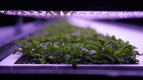 Plants cultivated at the vertical plant farm 'Nordic Harvest' based in Taastrup, a suburb west of Copenhagen.