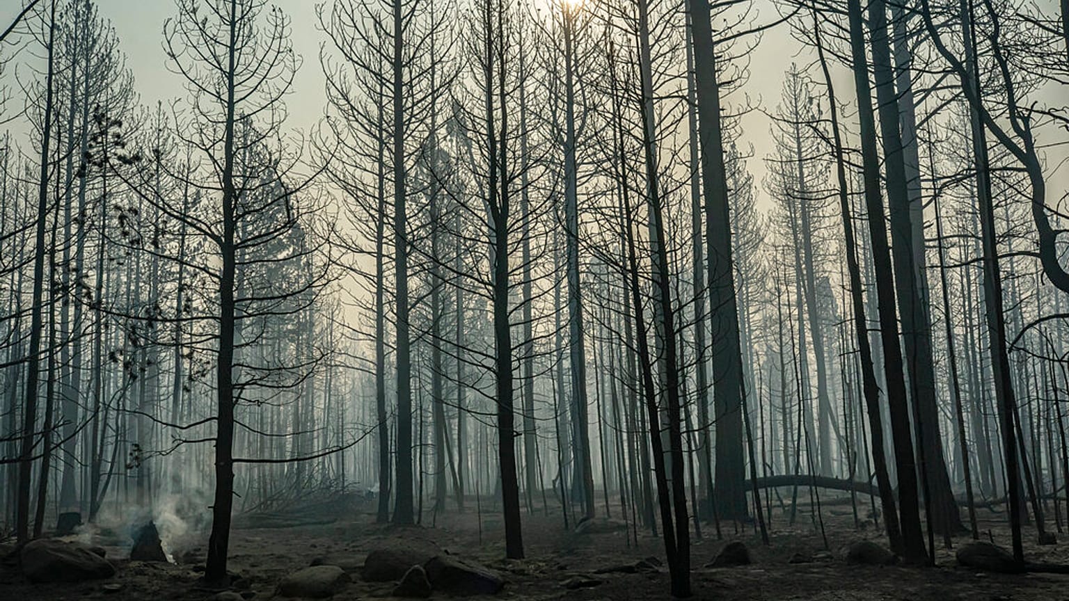 Des feux ponctuels couvent près des arbres endommagés par le Bootleg Fire, le jeudi 22 juillet 2021, à Paisley, Ore.
