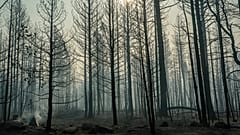 Des feux ponctuels couvent près des arbres endommagés par le Bootleg Fire, le jeudi 22 juillet 2021, à Paisley, Ore.