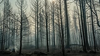 Des feux ponctuels couvent près des arbres endommagés par le Bootleg Fire, le jeudi 22 juillet 2021, à Paisley, Ore.