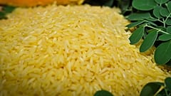 Filipinler'de üretilen altın pirinç türü, genetiği değiştirilmiş olduğu için bazı çevrelerce tepkiyle karşılanıyor.