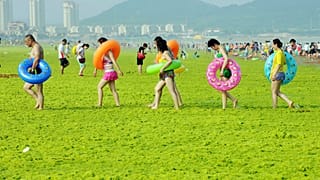 Çin'in Shandong eyaletine bağlı Qingdao'da deniz yosunu ile kaplı bir plajda yürüyen vatandaşlar