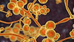 Candida auris'in bilgisayarda görselleştirilmiş hali
