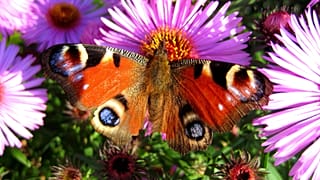 Increase native pollinating insect populations by planting wildflowers in your garden.