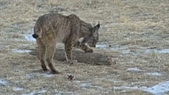 Un lince ibérico