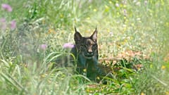 Lynx sauvage photographié en Catalogne, aux abord de Barcelone