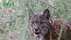 Wohl nicht mehr vom Aussterben bedroht: Der Iberische Luchs