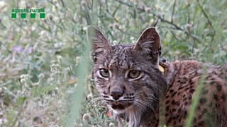Wohl nicht mehr vom Aussterben bedroht: Der Iberische Luchs