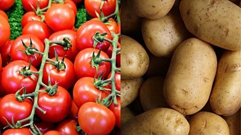 Pomato plants could be the answer to increasing the efficiency of food production. 