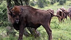 Un bison dans un sanctuaire faunique de Milovice, en république Tchèque. Les bisons sont passés en 2021 du statut de "vulnérable" à "quasi menacée" pour l'IUCN