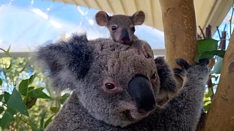 Baby koala with his  mother, Iluka, at WILD LIFE Sydney Zoo.