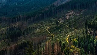 A scene of deforestation in Poland