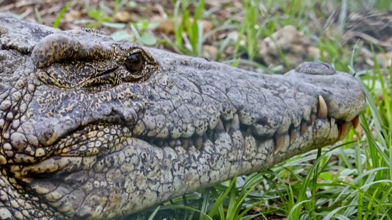 Il coccodrillo cubano a "rischio critico" d'estinzione e in crisi d'identità