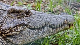 Il coccodrillo cubano a "rischio critico" d'estinzione e in crisi d'identità