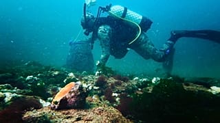 Οι μυδοφάγοι και οι νέες επιχειρηματικές ευκαιρίες από τις υδατοκαλλιέργειες στη Μαύρη Θάλασσα