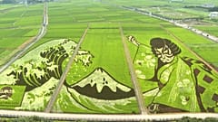 Kunst im Reisfeld