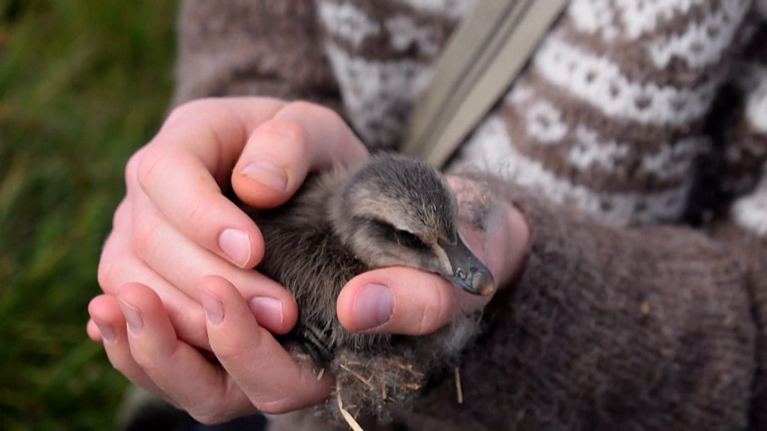 11-years-old Bryndis Jonsdottir, Erla Fridriksdottir’s niece, cuddles an eider duckling on the Bjarneyjar island in Breidafjordur Bay, Iceland.