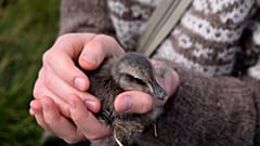 11-years-old Bryndis Jonsdottir, Erla Fridriksdottir’s niece, cuddles an eider duckling on the Bjarneyjar island in Breidafjordur Bay, Iceland.