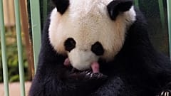 Panda-Weibchen Huan Huan mit ihrem Nachwuchs im Zoo von Beauval, 02.08.2021