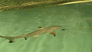 Baby black tip shark at the Paris Aquarium
