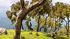 Ethiopians are planting millions of tree seedlings
