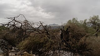 Incendi in Sardegna
