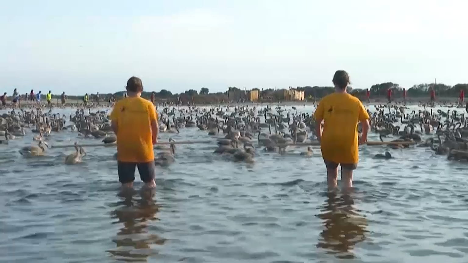 Los voluntarios censando los flamencos