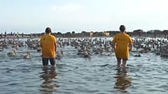 Los voluntarios censando los flamencos