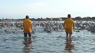Los voluntarios censando los flamencos