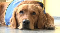 Pokaa, le premier chien "renifleur du Covid-19" dans un Ehpad en France