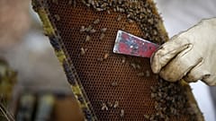 A beekeeper inspects a beehive board.
