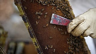 A beekeeper inspects a beehive board.