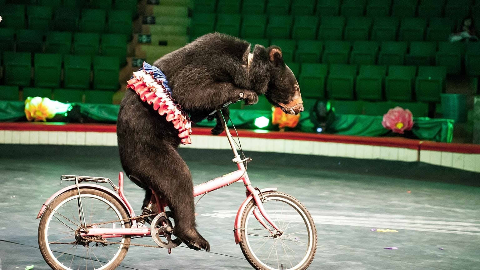 A bear is perfoming in the Central Circus in Hanoi, Vietnam. 
