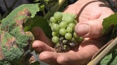 Un viticultor comprueba el estado de sus viñas