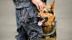 Rendőrkutyákat is bevetnek Romániában a Covid-ellenőrzésen
