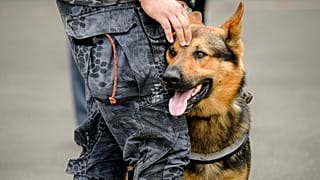 Rendőrkutyákat is bevetnek Romániában a Covid-ellenőrzésen