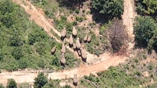 Manada saiu do habitat natural em 2020