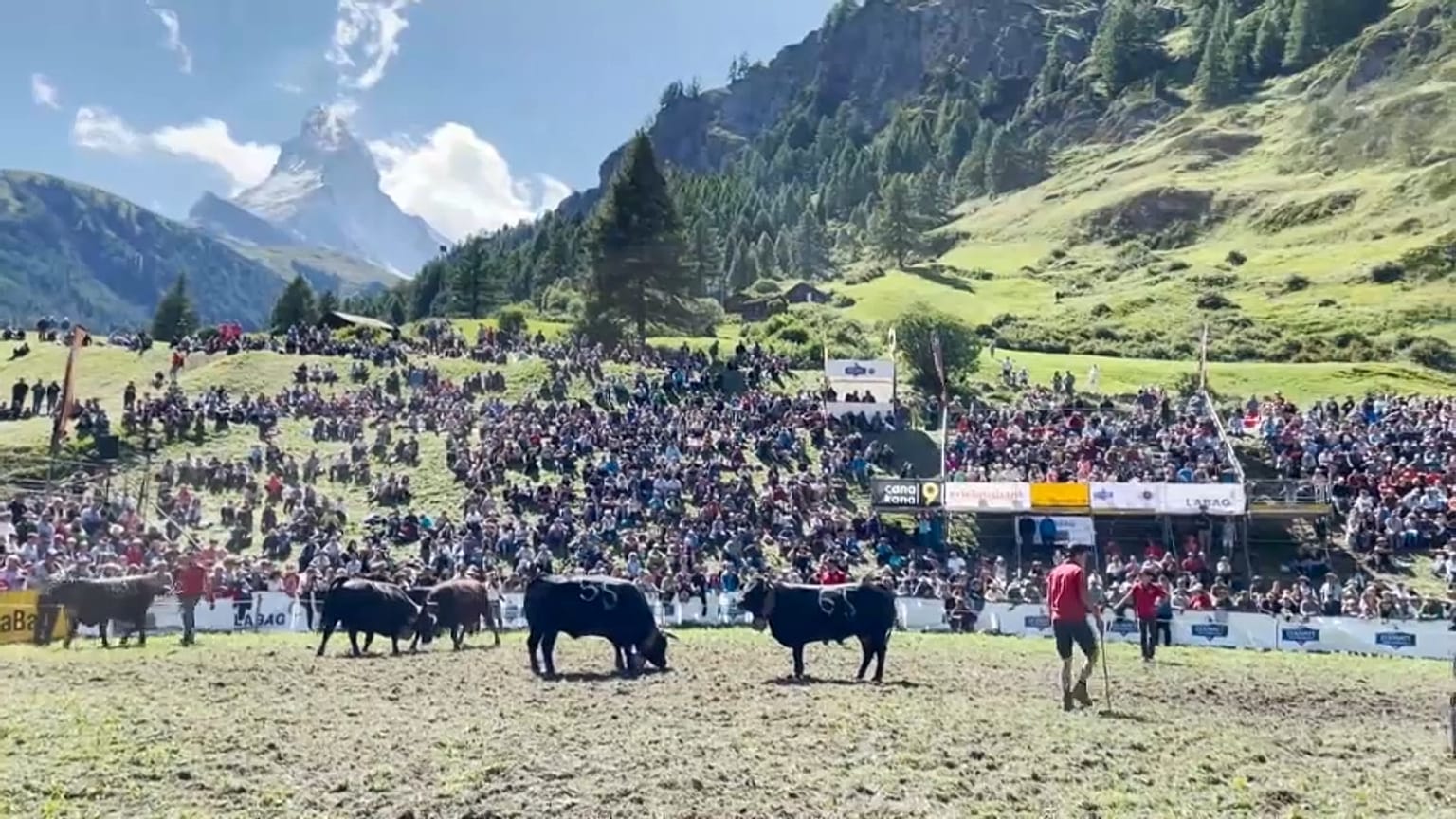 Kuhkampf beim Sommer-Stechfest in Zermatt am Matterhorn