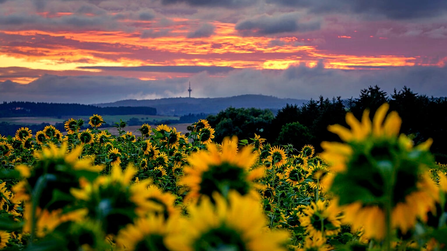 Sonnenblumenfeld in Wehrheim bei Frankfurt