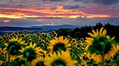 Sonnenblumenfeld in Wehrheim bei Frankfurt