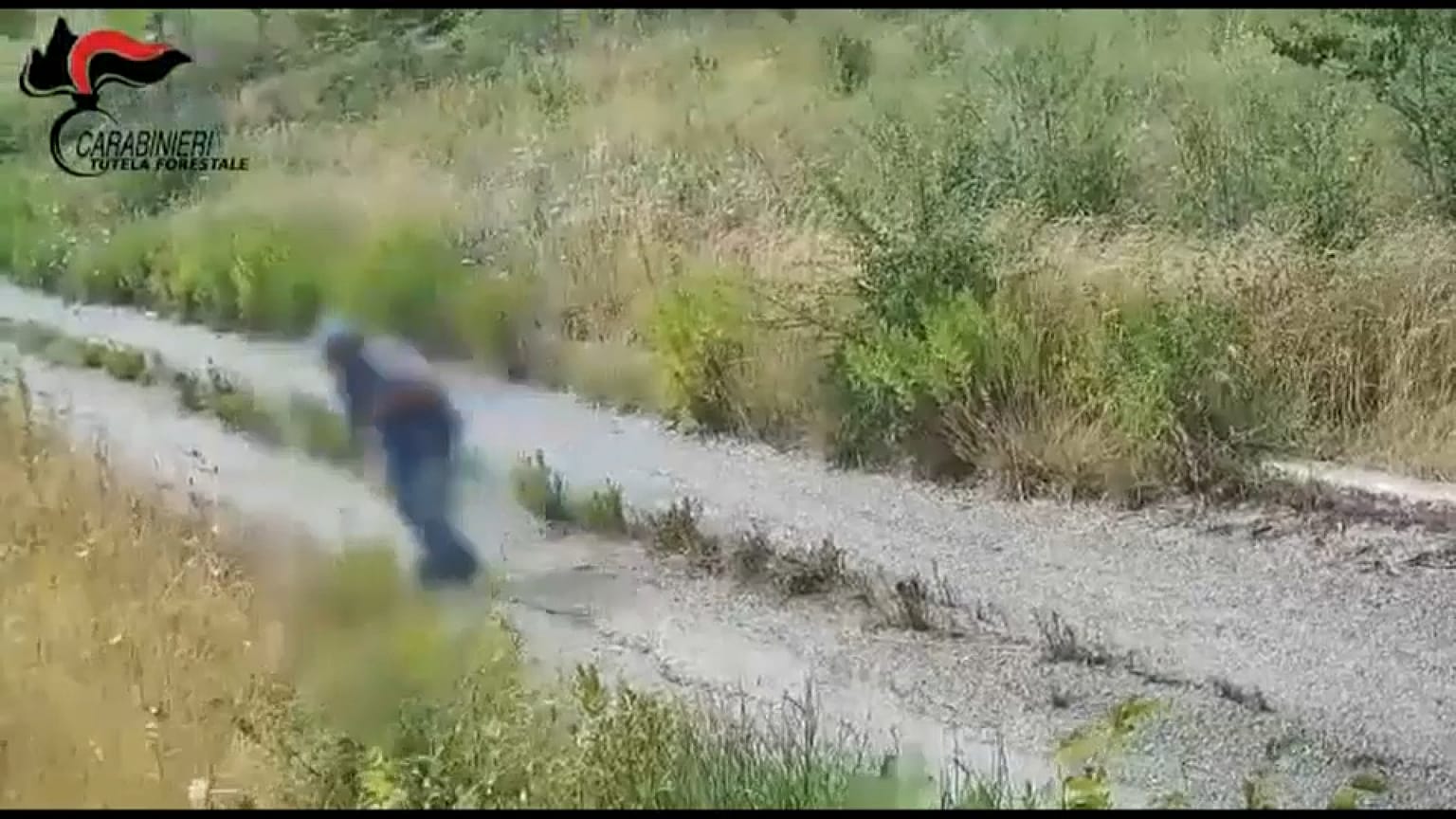 Eine Person in Kampanien entfacht einen Landschaftsbrand