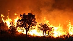 صور أرشيف-لحريقفي العام 2007 في تساريفت، بالقرب من تلمسان في شمال غرب الجزائر.
