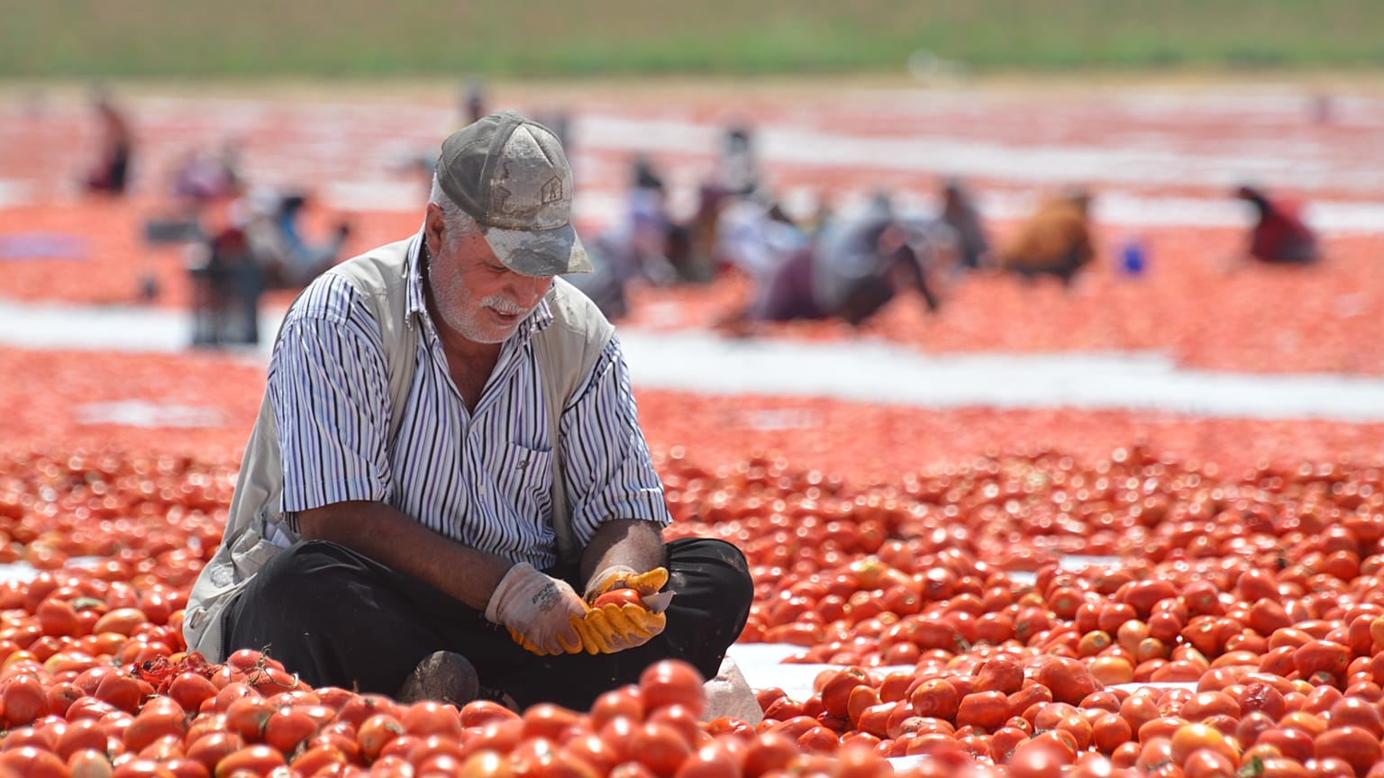 İşsizlik oranı haziranda bir önceki aya göre 2,5 puan azaldı, yüzde 10,6'ya geriledi