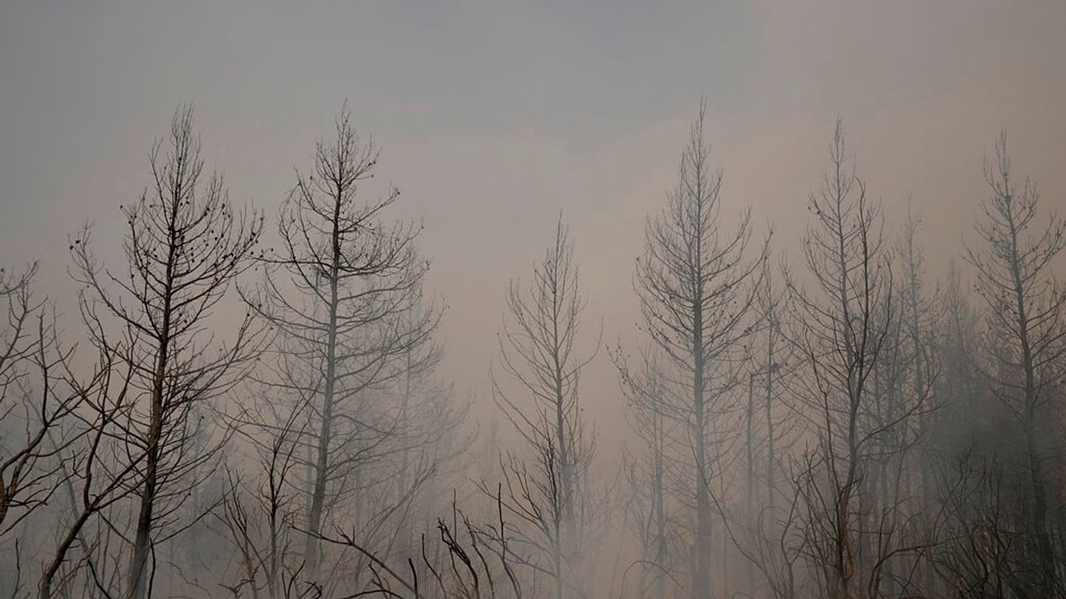 Un bosque calcinado en la isla griega de Eubea, a unos 180 km al norte de Atenas.