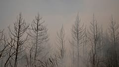 Un bosque calcinado en la isla griega de Eubea, a unos 180 km al norte de Atenas.