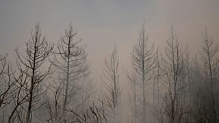 Un bosque calcinado en la isla griega de Eubea, a unos 180 km al norte de Atenas.